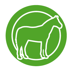 Equine