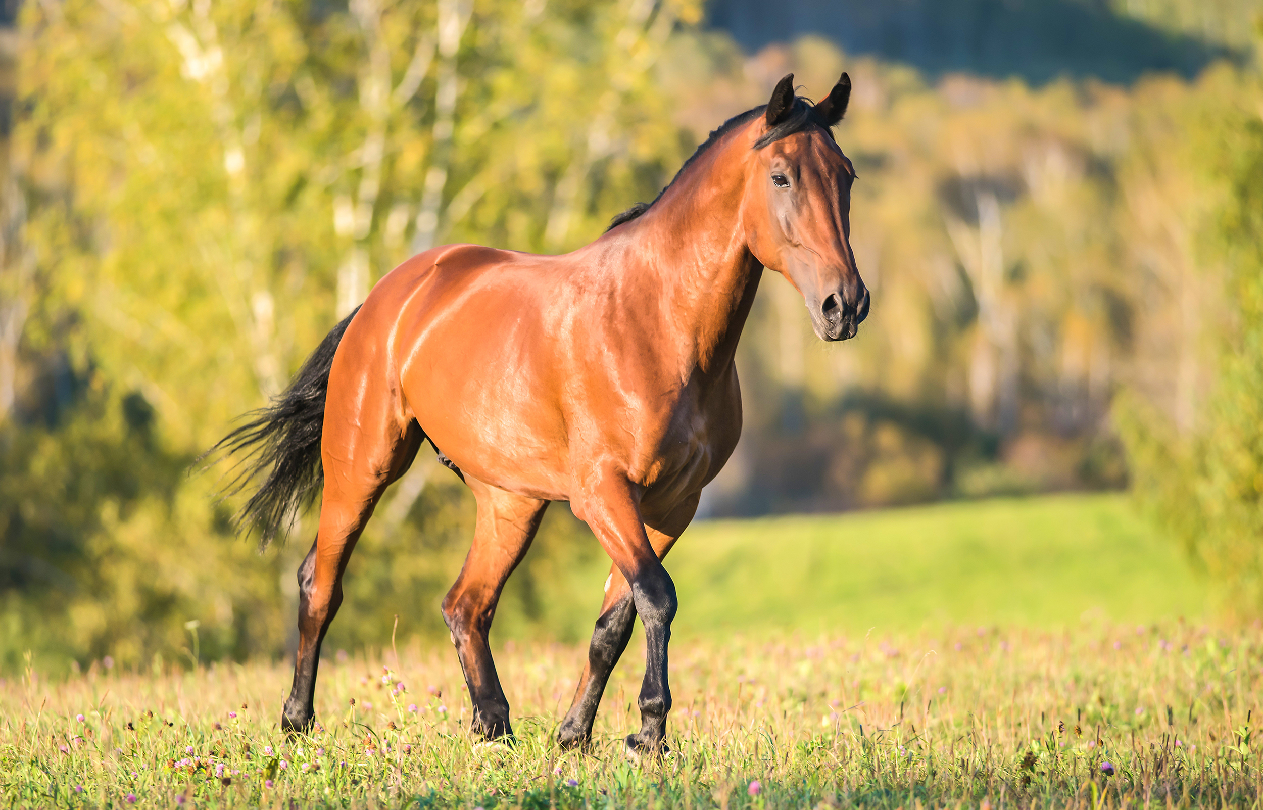 Equine Digestive Health | NutriScience Pet & Equine Supplements