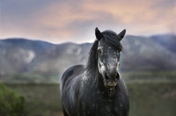 How to Help Your Horse's Gut Health