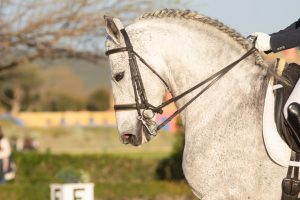 How to Build Up Muscle on Your Horse