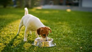 The Importance of Dietary Supplements for Pets