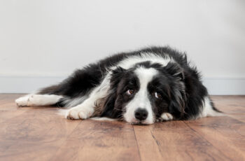 Understanding and Managing Pet Anxiety