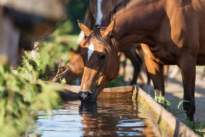 Horse Hydration Top Tips