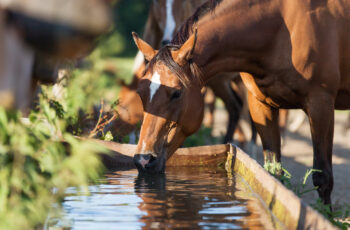 Horse Hydration Top Tips