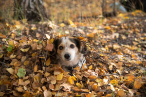 Autumn Hazards for Dogs; A Pet Parents Guide