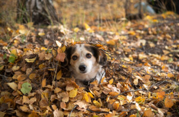 Autumn Hazards for Dogs; A Pet Parents Guide