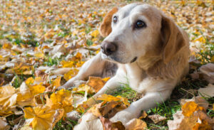 Top Tips for Older Pet Care