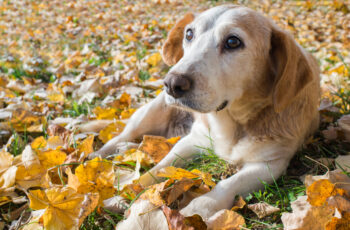 Top Tips for Older Pet Care