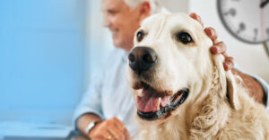 The Importance of Pet Dental Care