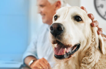 The Importance of Pet Dental Care