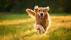 Easy Tips for Dog Joints &Mobility Care